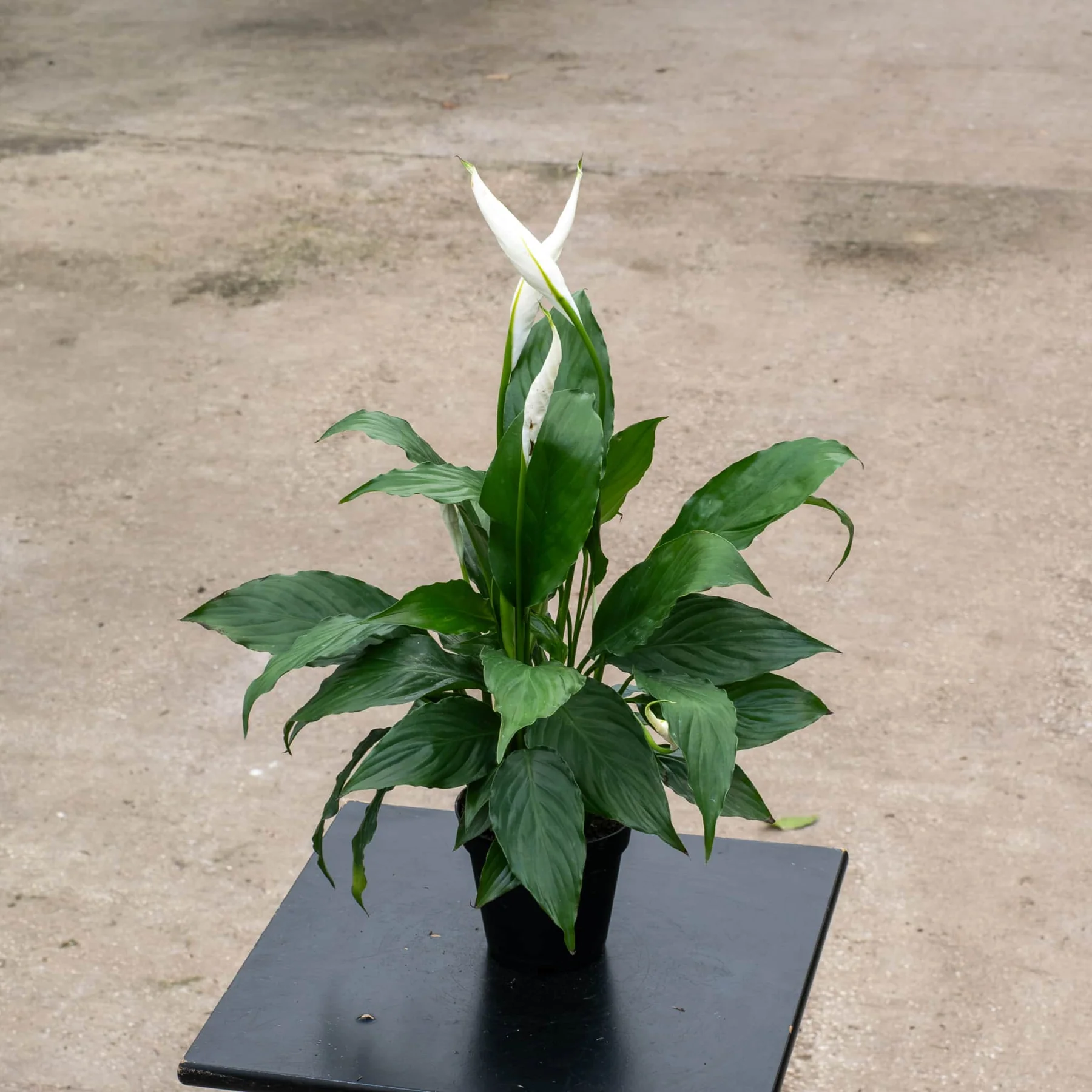 Peace Lily (Spathiphyllum) - Air Purifier